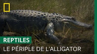 En pleine sécheresse, les alligators doivent trouver un point d&#39;eau pour survivre