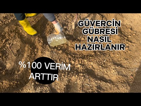 Güvercin Gübresi Küçük Bahçenizden Çok Verim Alacağınız Yöntem (%100) Gübre şerbeti Nasıl Hazırlanır