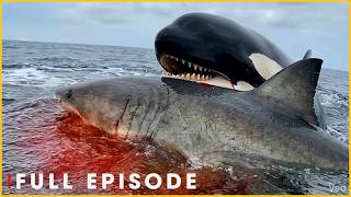 PRIMAL SEA HUNTERS - Orcas Strike with Precision (Full Episode) | Nature Animal Documentary