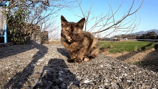 生後5ヶ月経っても体が大きくならないサビ子猫