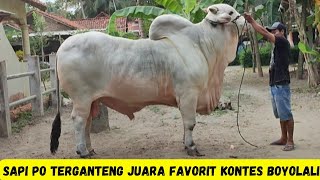 Download Lagu Sapi PO Terganteng Juara Favorit Kontes Boyolali|Monster Maskot Masa Depan Kebumen MP3 Download Lagu Sapi PO Terganteng Juara Favorit Kontes Boyolali|Monster Maskot Masa Depan Kebumen MP3