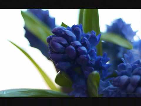 Ranker Video