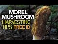 Morel Mushroom Harvesting Tips — Tree Identification