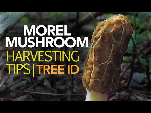 Morel Mushroom Harvesting Tips — Tree Identification class=