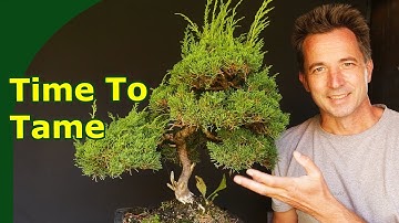 Clean Up and Prune Overgrown Juniper Bonsai at the End of the Season