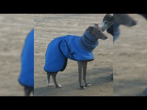 Video: Razza Di Cane Levriero Italiano Ipoallergenico, Salute E Durata Della Vita