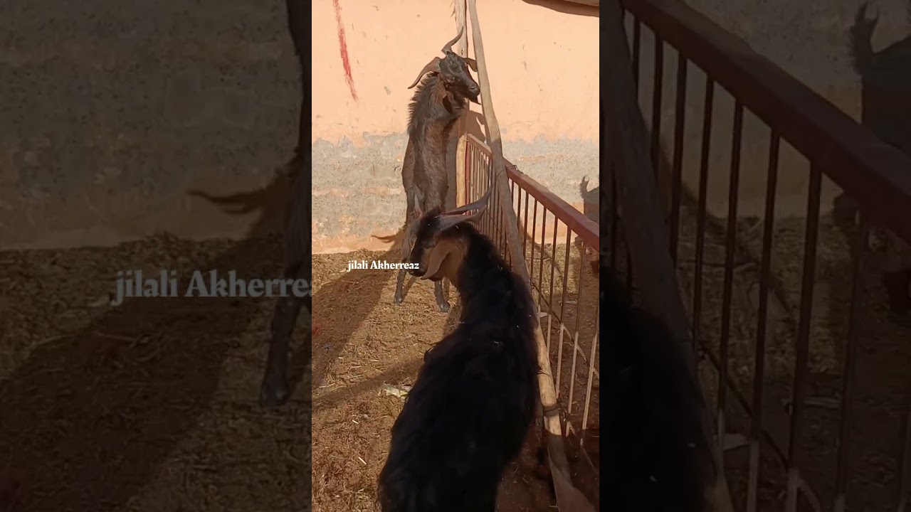 سوق لخميس هوارة إقليم تارودانت 🇲🇦