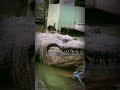 Dambuhalang buwaya, natagpuang gumagala! | Lolong 2
