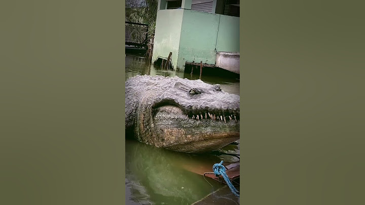 Dambuhalang buwaya, natagpuang gumagala! | Lolong 2