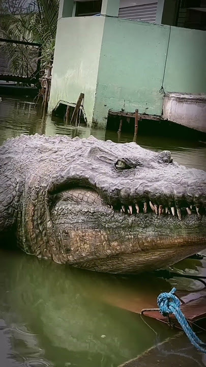 Dambuhalang buwaya, natagpuang gumagala! | Lolong 2