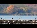 Цапли осенью перед перелётом на Юг || Gray heron (Ardea cinerea)