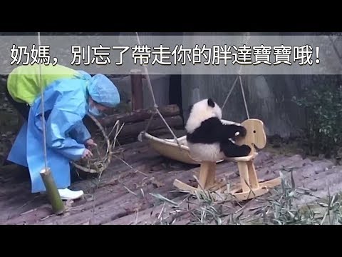 《熊貓早晚安》奶媽，別忘了帶走乖巧坐等你的胖達寶寶哦！| iPanda
