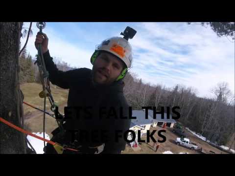 WINDY WHITE PINE REMOVAL - YouTube