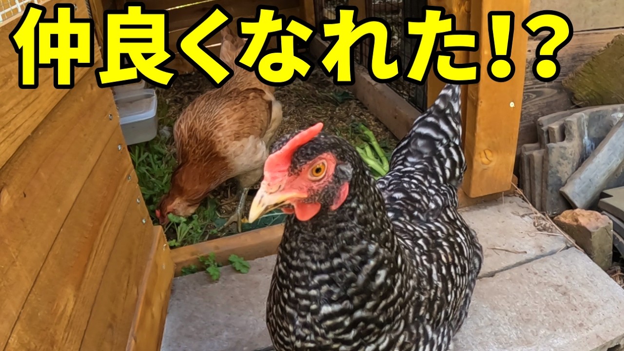 怖い先輩ニワトリに歩み寄る新入りメス…まさか仲良くなれた！？　383話目