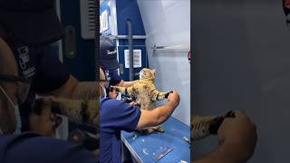 Ultimate Funny Cats Compilation: Most Hilarious Viral Pet Moments That Will Make You Laugh Daily!
