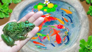 Unbelievable Catch Frogs, Betta Fish, Ornamental Fish, Surprise Colorful Eggs | Fishing Video