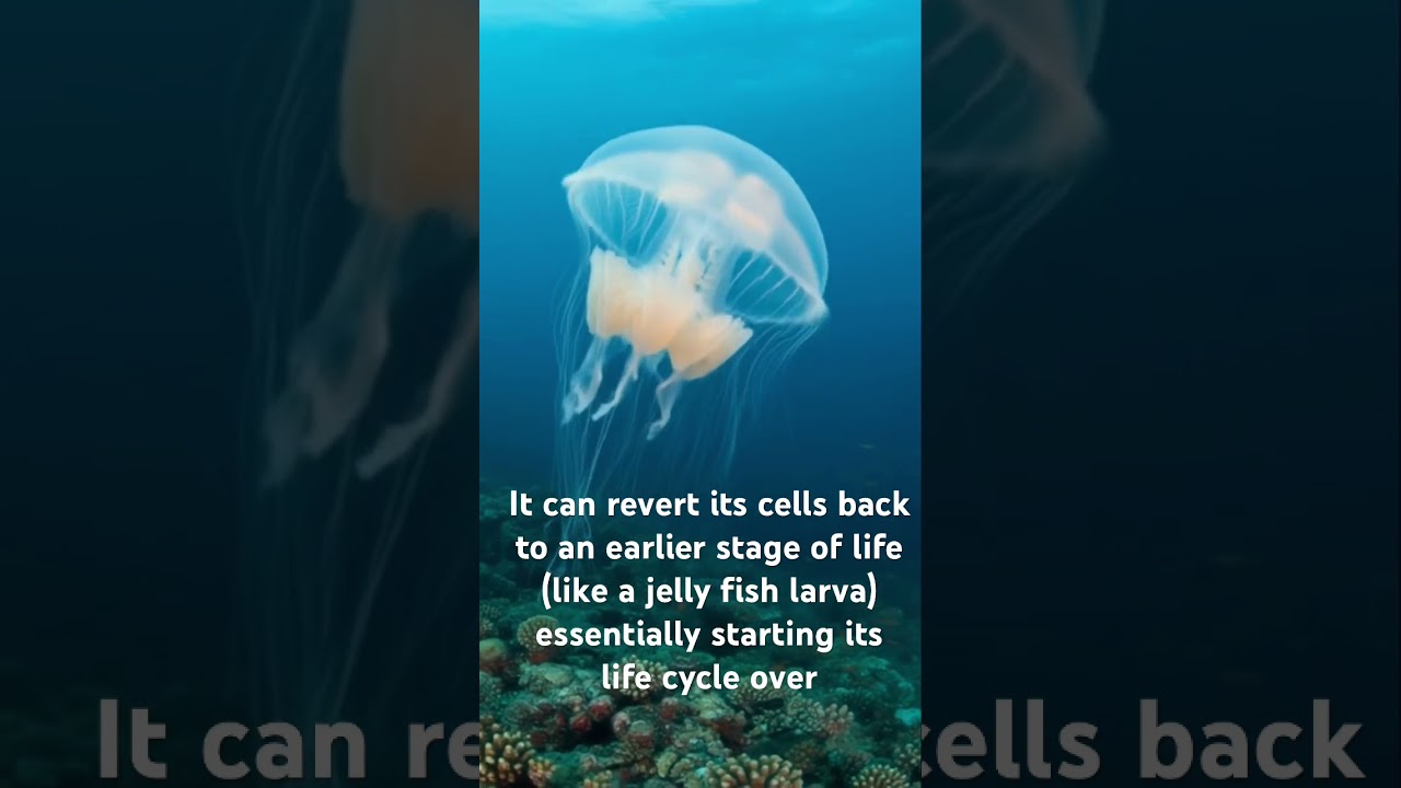 jelly fish underwater deepsea imortal 