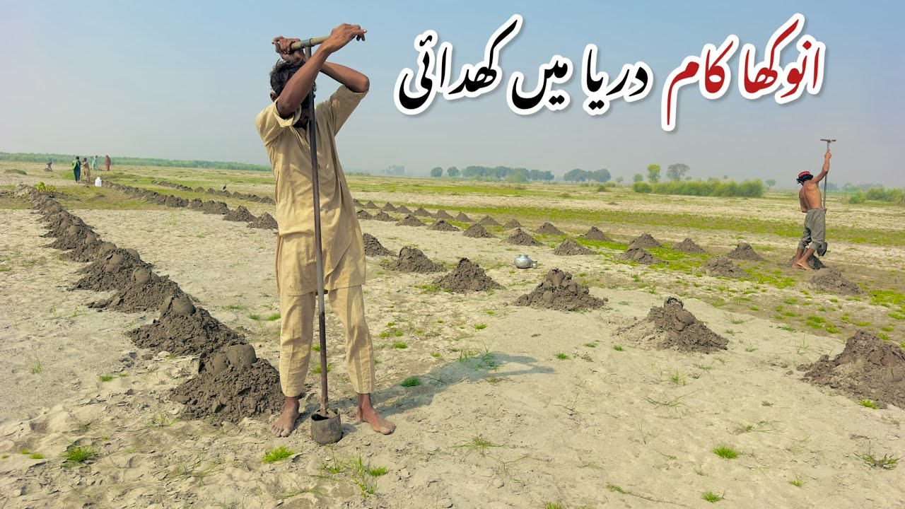 Unique Bore Method for Watermelon Sowing-Sweeter and Faster-Growing Watermelons!