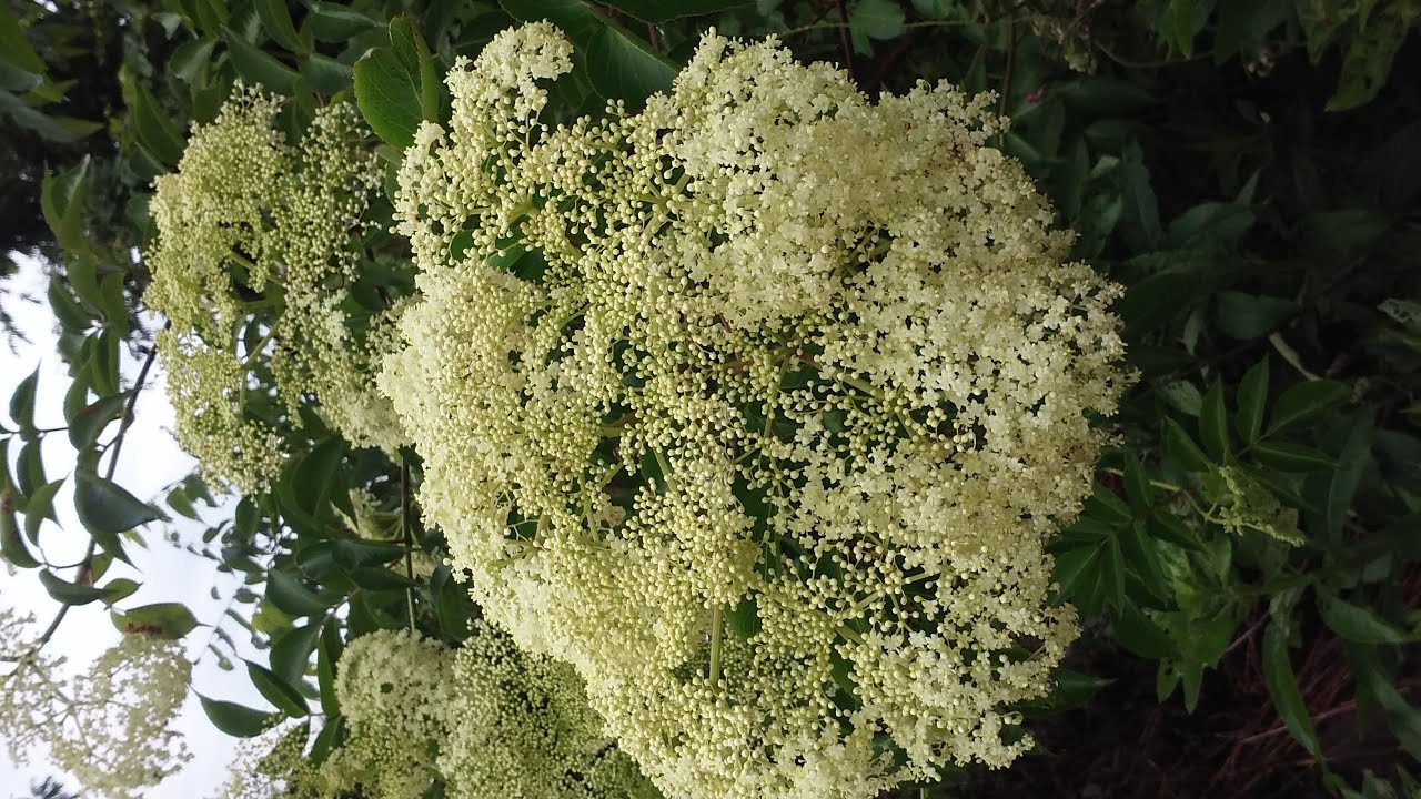 Useful Plants 8 Elderberry, Poison Hemlock, & Queen Anne's Lace Side by Side YouTube
