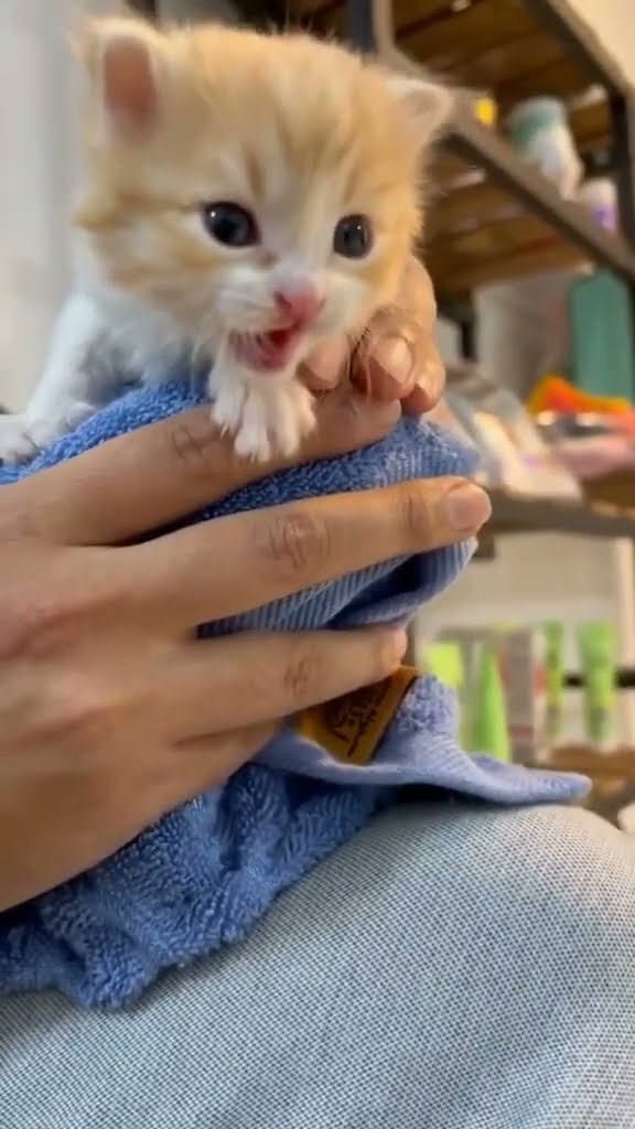 My little cat got hit by a car.