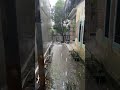 Village Life During Heavy Rain | Relaxing Nature Sounds