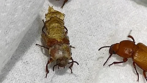 閲覧注意 奇形 重度羽化不全の成虫 無事成虫になったツヤケシオオゴミムシダマシの繁殖ケージセットアップ Jmr24 7 Mp3