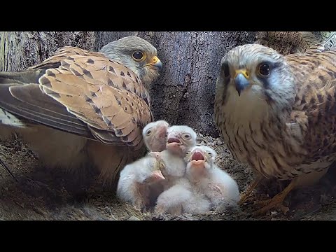 Kestrel Pair Become Perfect Parents  🐣🐥