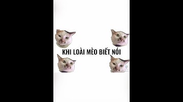 Tiktok Việt Nam - Khi loài mèo biết nói #1