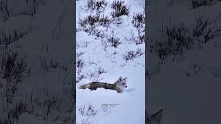 Coyote Washes Its Face In The Snow On A Winters Day 🐾🐾