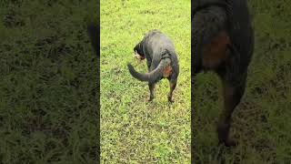 See how a dog is playing with a small crab #waterdog #dogfish #drjdash