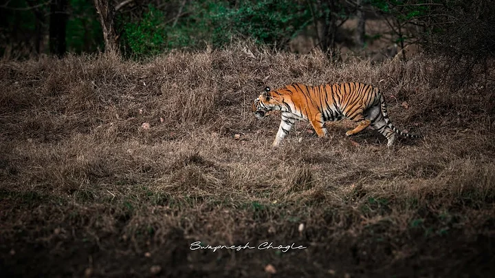 Sambar Deer making Alert Calls | Tadoba Andhari Tiger Reserve