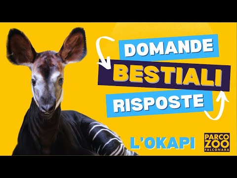 Domande e risposte bestiali: l'okapi!