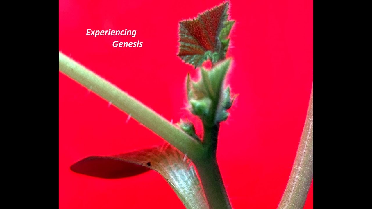 Genesis 7 Dr David Copeland YouTube genesis-7-dr-david-copeland-youtube