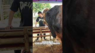 Ready 🔥 SAPI QURBAN JUMBO MURAH