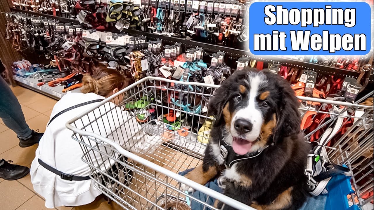 Einkaufen mit Welpen 😍 Shopping Haul für Mochi! Erstausstattung Hund | Mamiseelen