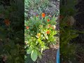 Calendula #garden #calendula #growfood #flowers #edibleflowers