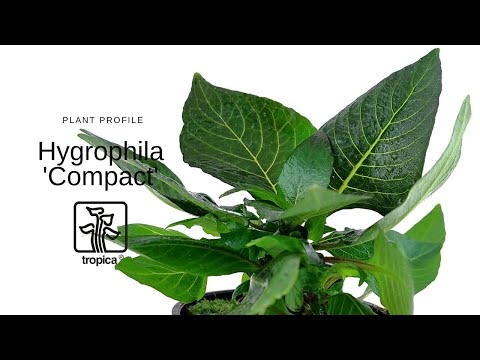 Video: Hygrophila - Nyasi Za Kitropiki