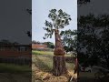 Tree Lopping Slow motion