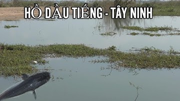 Trở lại Hồ Dầu Tiếng - Tây Ninh lure cá lóc, cá táp liên hoàn