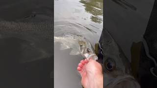 BIG AUSSIE BASS BACK TO THE WATER! #fishing #freshwaterfish #bassfishing #bass #fish