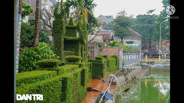 Cảnh đẹp ngôi nhà có hàng rào bằng cây Ô Rô(cây Ruối) tạo tác trong 30 năm độc nhất ở Hà Nội.