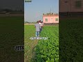 গ্রাম বাংলার দৃশ্য #