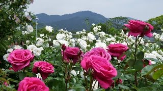 The rose garden of Kayoichou Park, Japan - 4K garden rose extravaganza