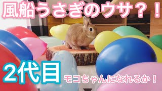 風船うさぎのモコちゃんの様な風船うさぎになりたい！ #230