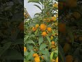 cây tắc ngọt # sweet kumquat #usa