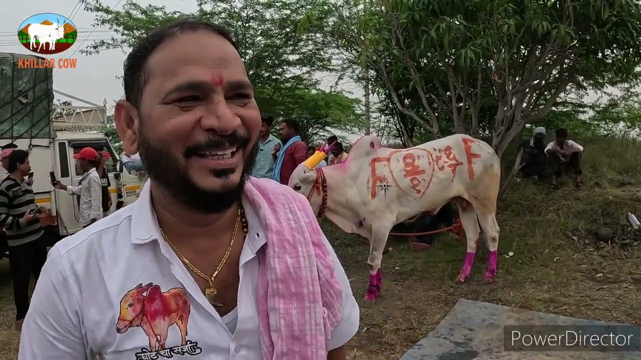 1 नंबरचा  मानकरी घोटचा  सर्जेराव  निमसोड मैदान / khillar cow