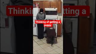 #belgianmalinois #fypviral #funnyanimalvideos #subscribe #comedyshorts #dogvideos #k9 #puppy #fun