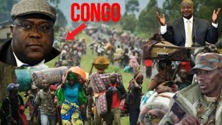 INKURU NZIZA CYANE KU MPUNZI ZA CONGOIBABAZO BY'IMPUNZI ZA CONGO BYATANGIYE GUSHAKIRWA IGISUBIZO