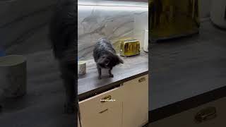 Со звуком)) Кузя на столе #chiwawa #собака #чихуахуа #животные #суперсобака #собаки #puppy