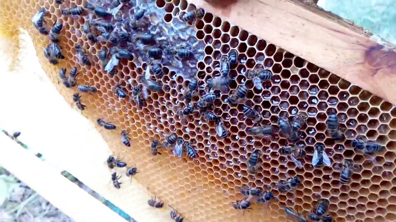 فحص عاسلة ماشاء الله عسل الخروب النحل نشيط